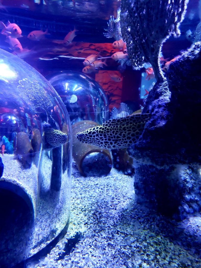 Eel looking at me