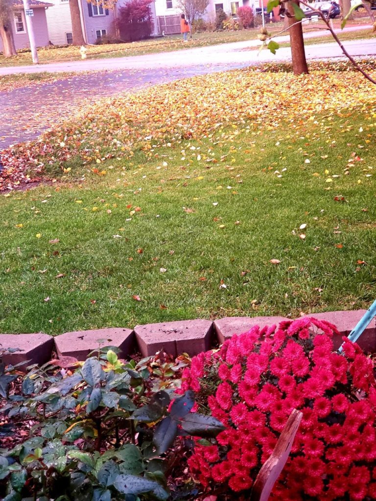 Beautiful fall mums