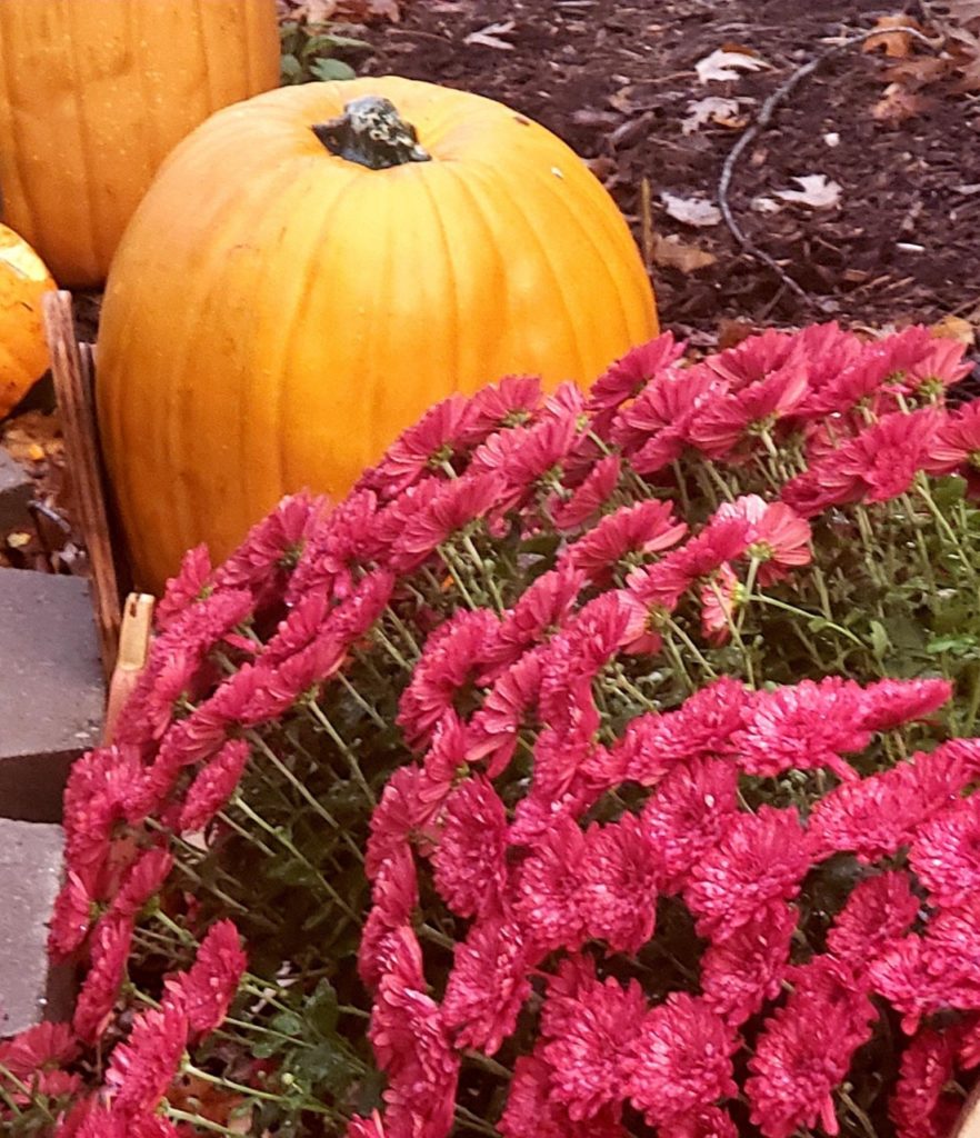 Red mums with pumkins