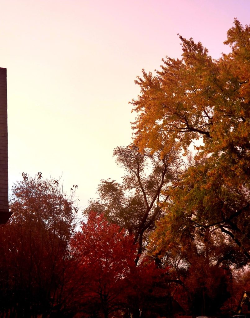 The beauty of fall trees