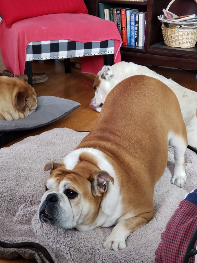 Do you know how to play? #VIctorianBulldog